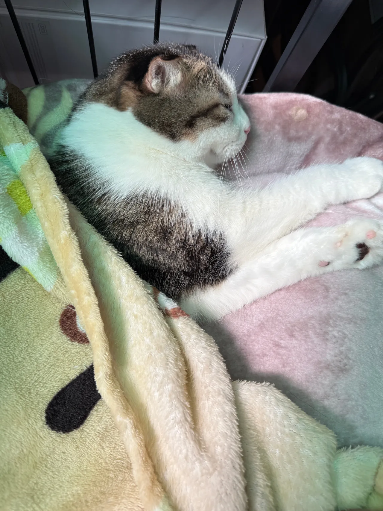 Neko_薇薇微博图集202410-202412-erohere153.webp