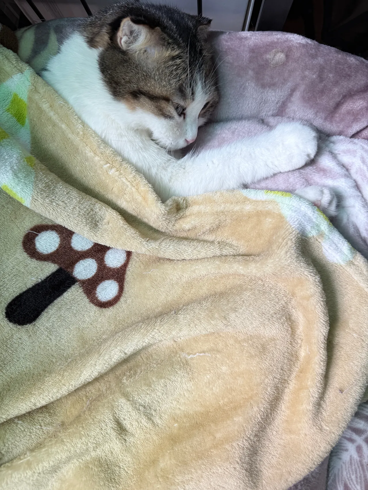 Neko_薇薇微博图集202410-202412-erohere154.webp