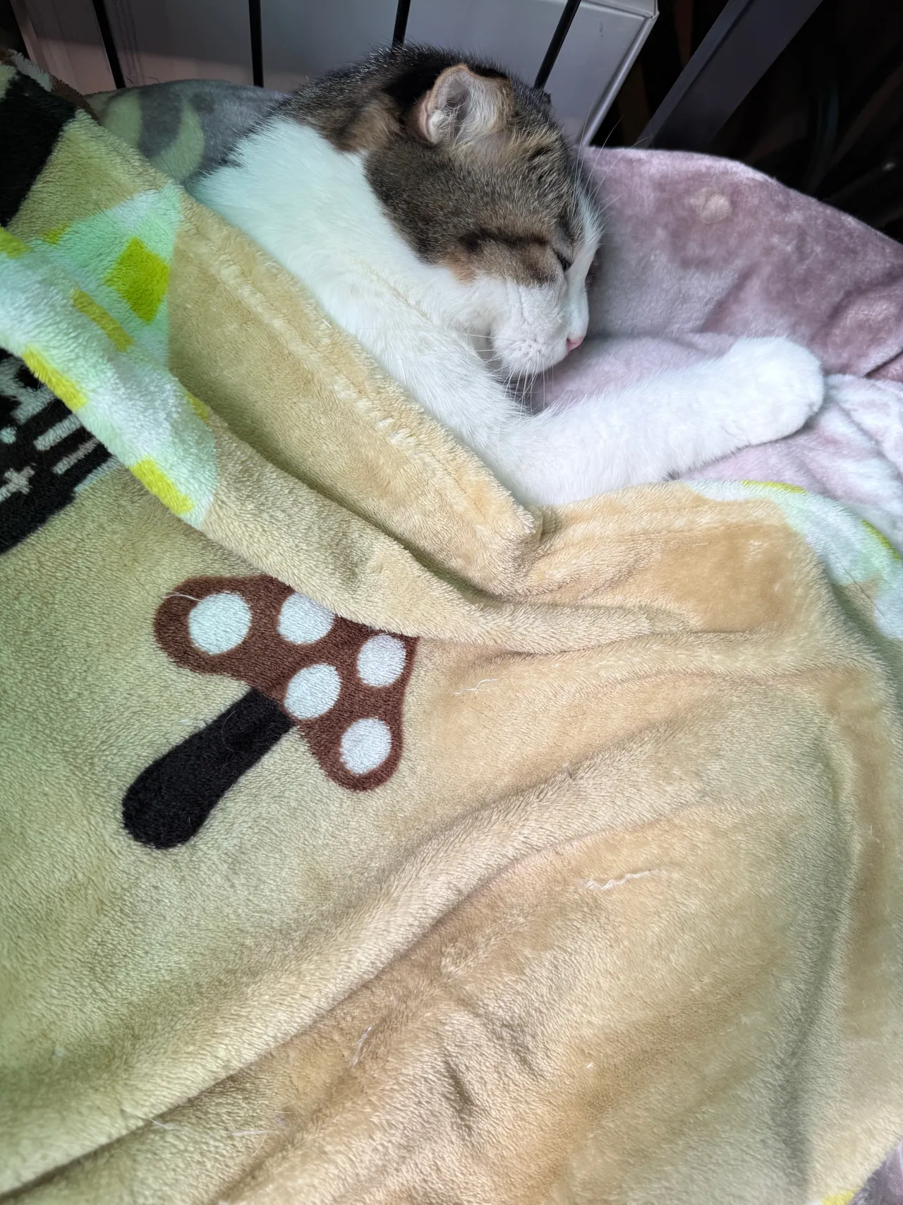 Neko_薇薇微博图集202410-202412-erohere155.webp