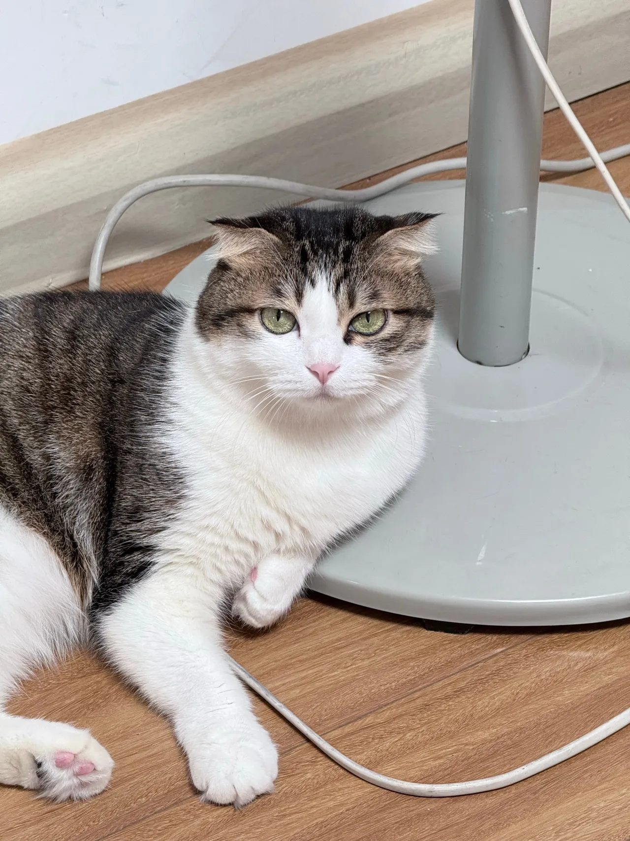 Neko_薇薇微博图集202410-202412-erohere193.webp