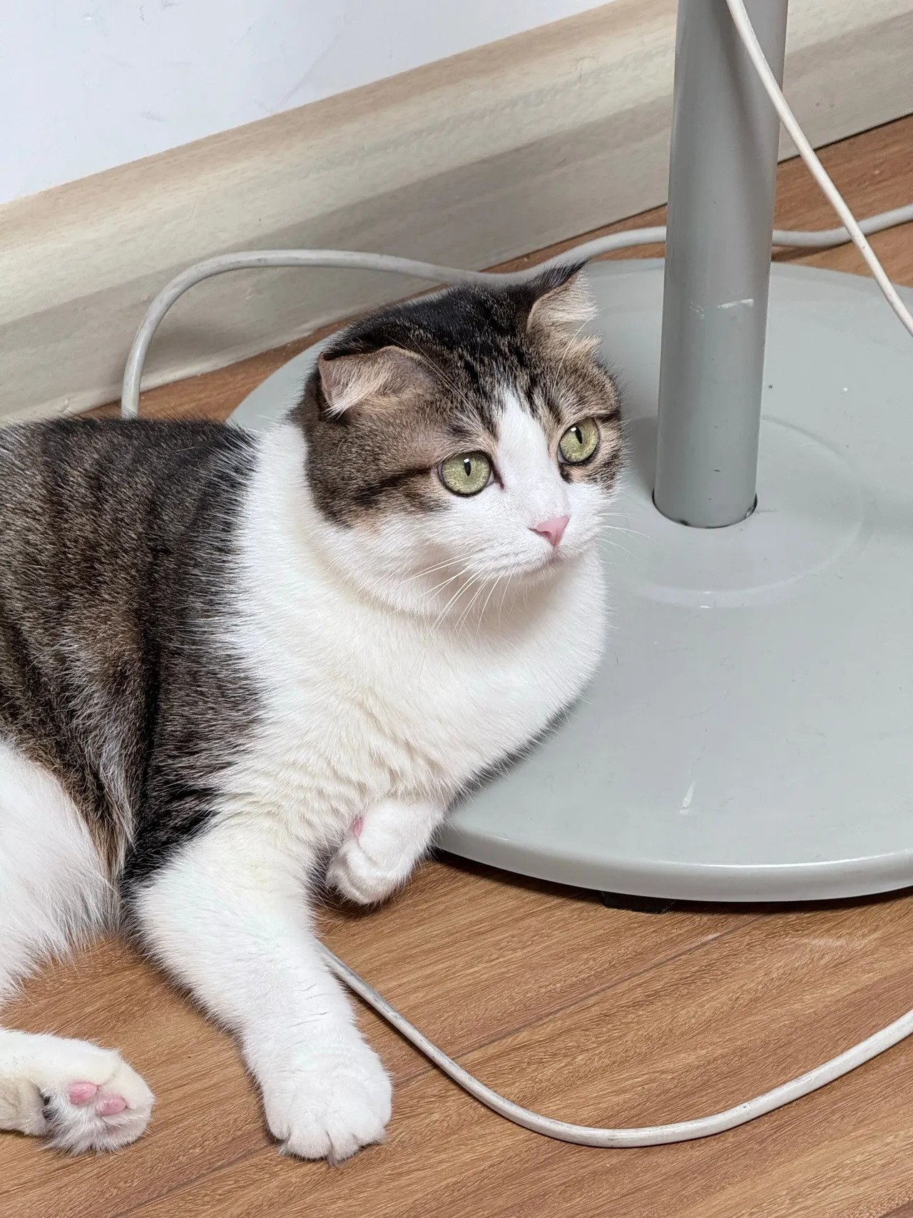 Neko_薇薇微博图集202410-202412-erohere194.webp