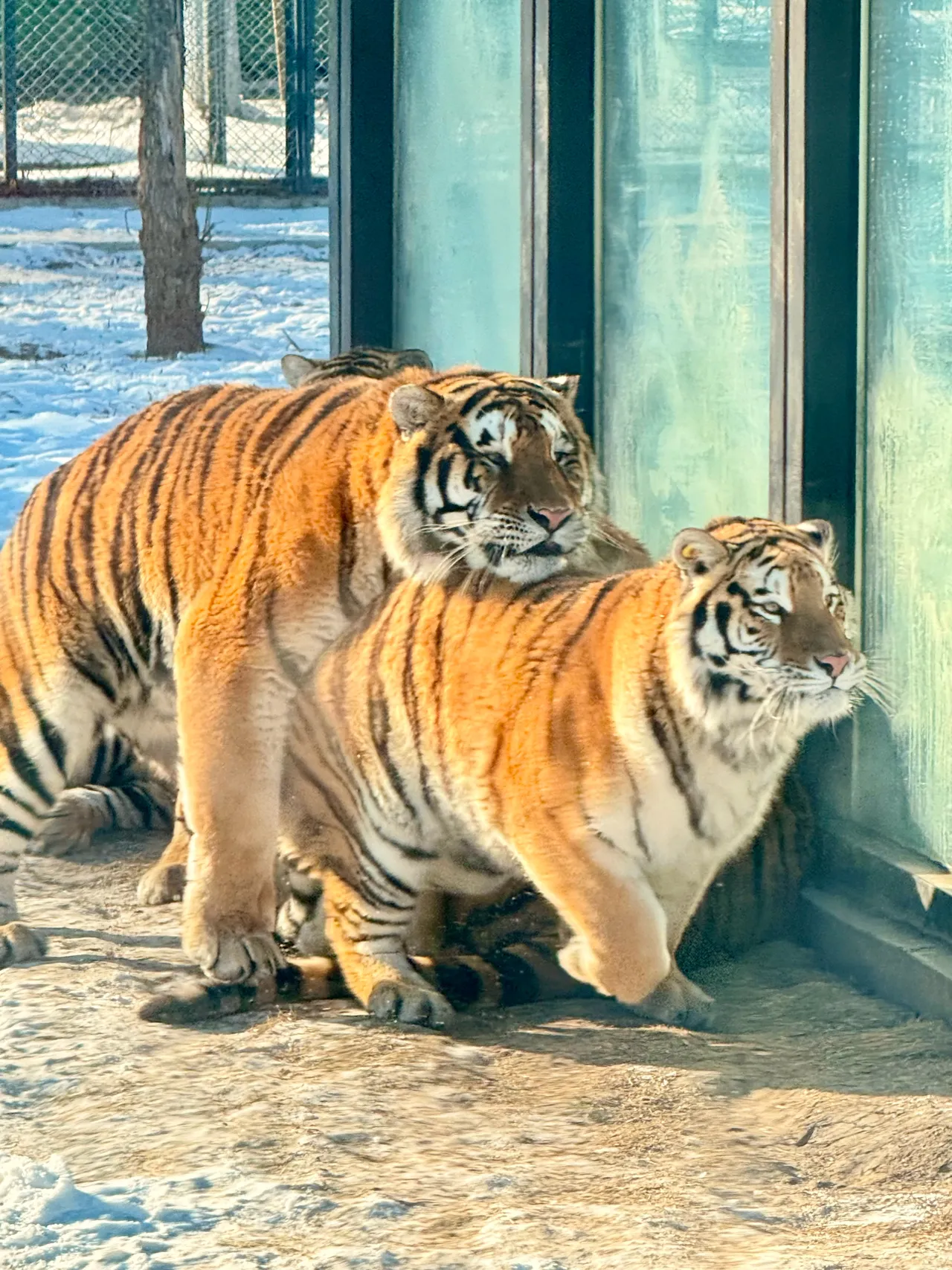 Neko_薇薇微博图集202410-202412-erohere456.webp