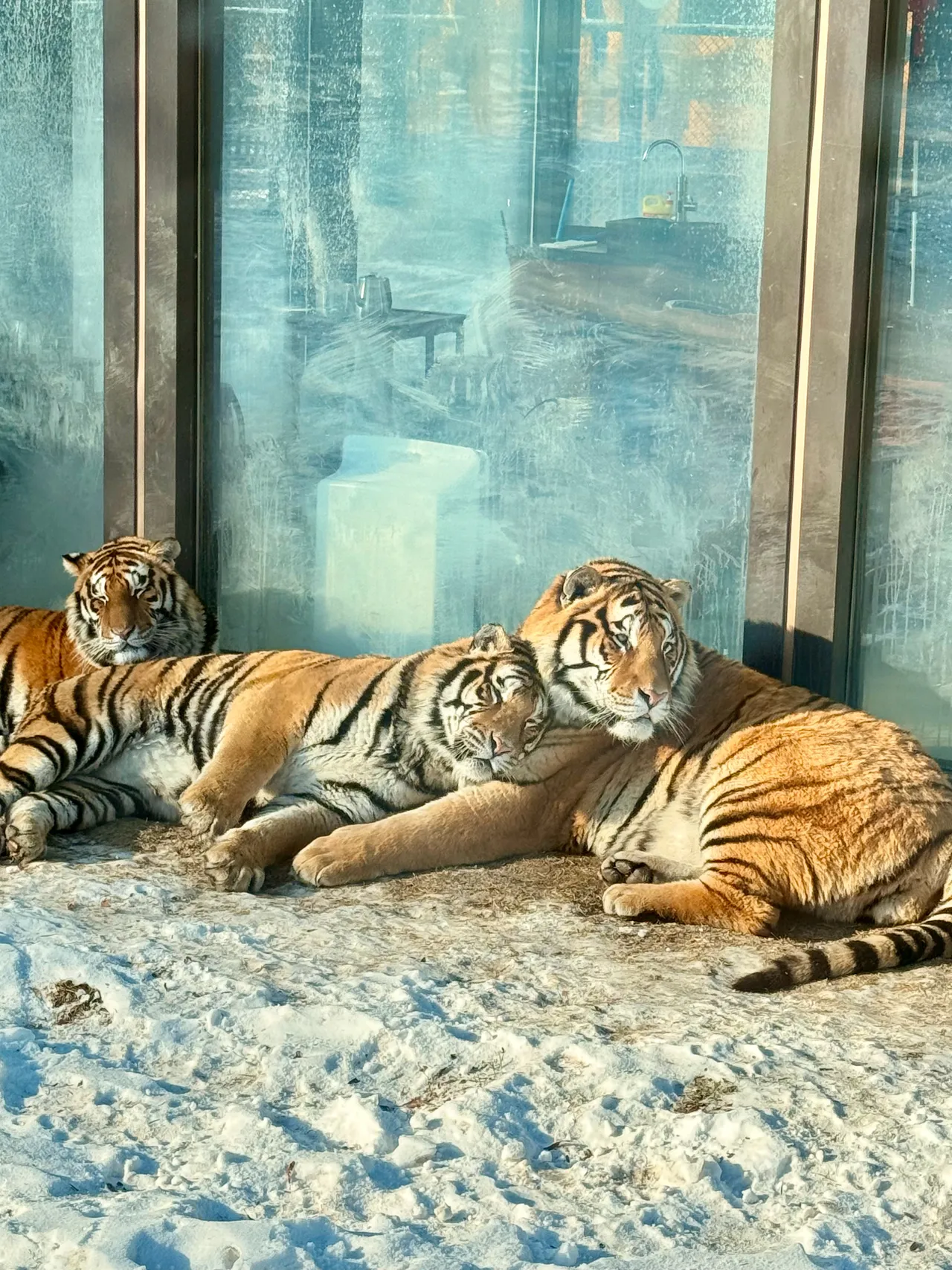 Neko_薇薇微博图集202410-202412-erohere458.webp