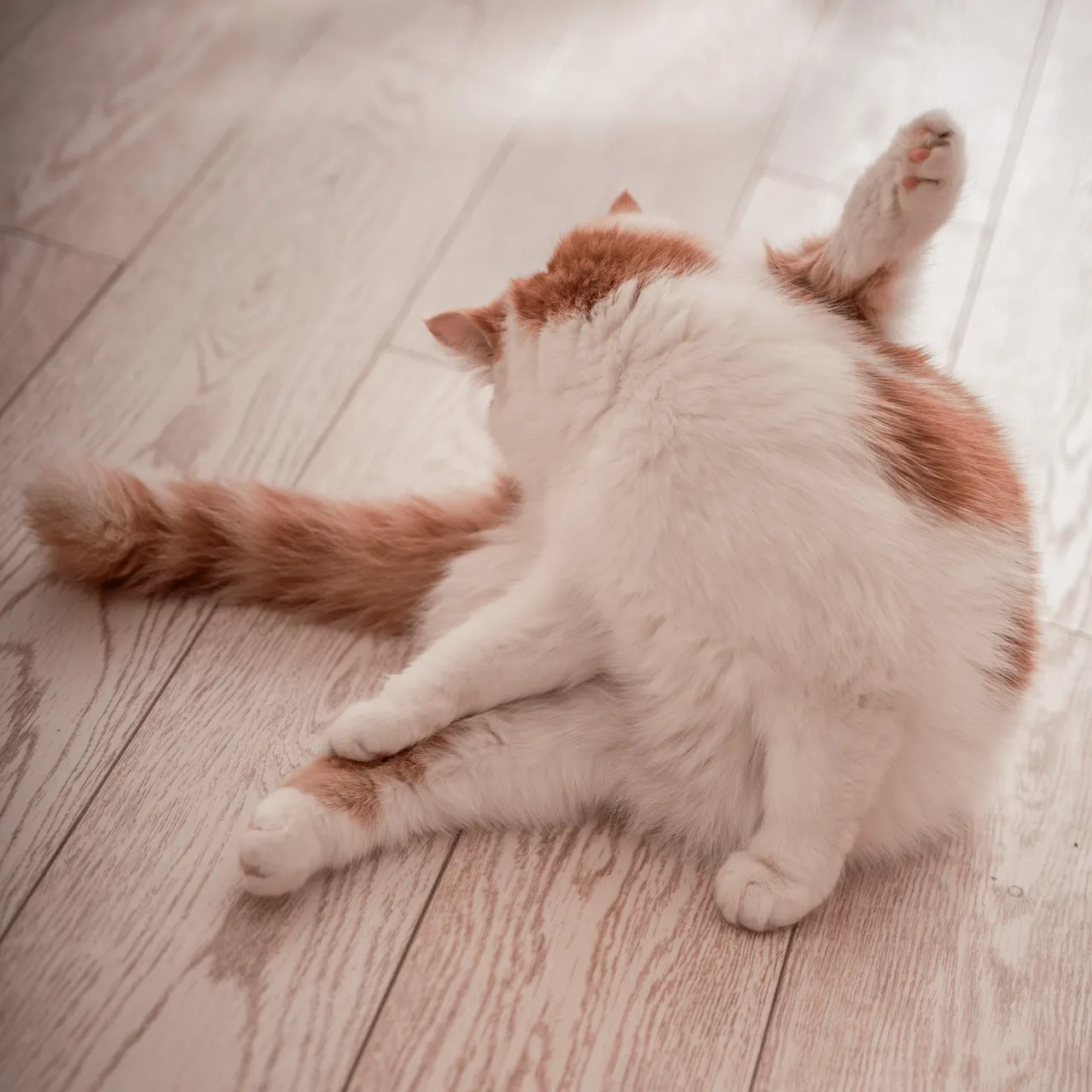 Seya-狮砸 埃吉尔女仆-erohere13.webp